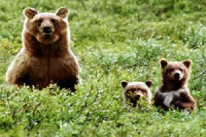 В Хабаровском Крае медведи покалечили четверых человек, проживающих на территории Советско – Гаванского района