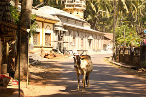 корова на дороге в Индии