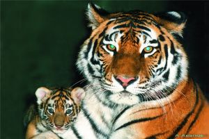 По личной инициативе Президента РФ был создан Фонд по защите амурских тигров