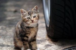 Как одомашнить уличную кошку?